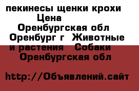 пекинесы щенки крохи › Цена ­ 8 000 - Оренбургская обл., Оренбург г. Животные и растения » Собаки   . Оренбургская обл.